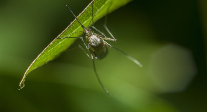Természetes kullancs és szúnyogriasztó ötletek a szabadba és a lakásba