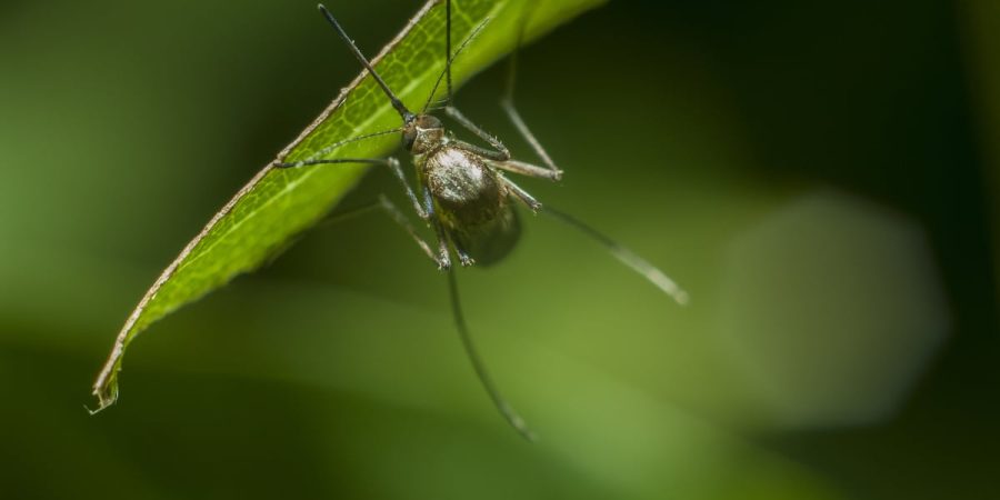 Természetes kullancs és szúnyogriasztó ötletek a szabadba és a lakásba
