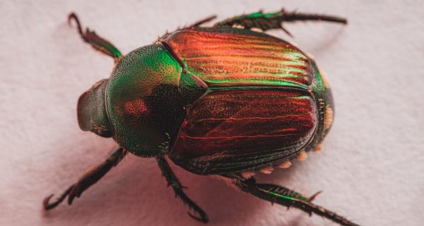 Aranyos rózsabogár: lárva, zöld bogár kinézete (útmutató)
