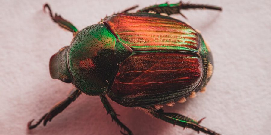 Aranyos rózsabogár: lárva, zöld bogár kinézete (útmutató)