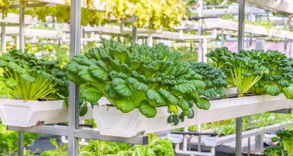Vertikális farm – ez lesz a jövő? Vagy már a jelen?