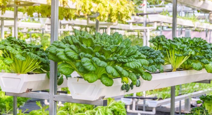 Vertikális farm – ez lesz a jövő? Vagy már a jelen?
