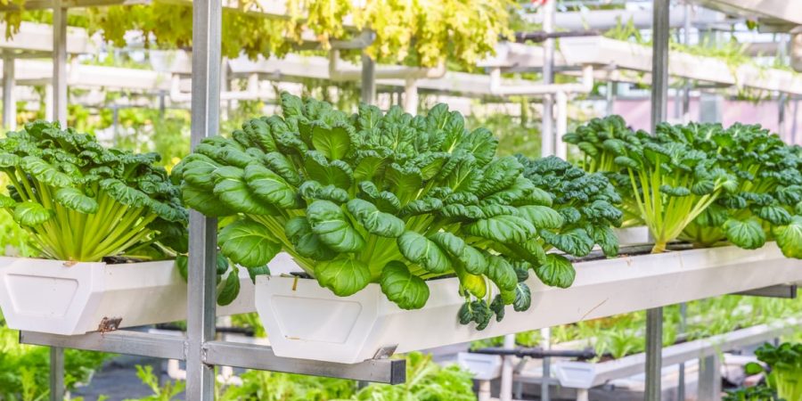 Vertikális farm – ez lesz a jövő? Vagy már a jelen?