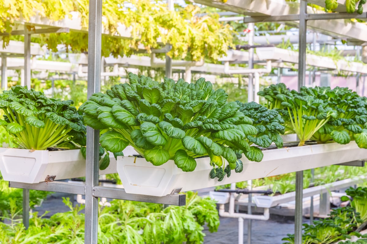 Vertikális farm – ez lesz a jövő? Vagy már a jelen?